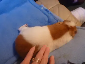 guineapigs again 044.webp