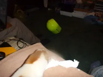 Guinea pigs and a form 066.webp