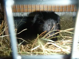 Guinea pigs and a form 103.webp