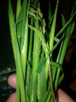 IMG_20150619_201127.webp