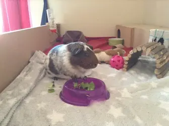 image.webp