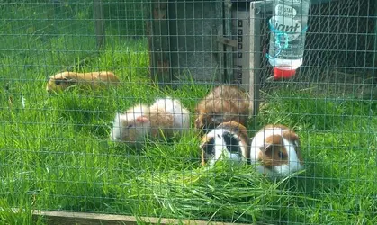 guineas3.webp guineas3.webp