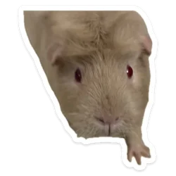 1753438058678.webp 1753438058678.webp
