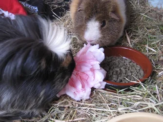 Dennis _ Betsy Rose.webp