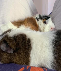 Piggies napping.webp