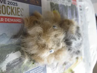 New piggy made from fur cut off.webp New piggy made from fur cut off.webp