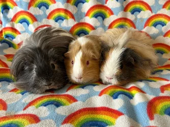 Misty, Saxon, Bramble.webp