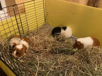 Piggies 3.webp