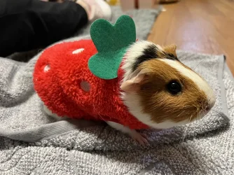 1765258376965.webp