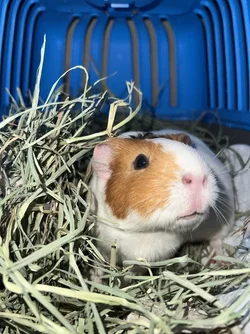 1765258532591.webp
