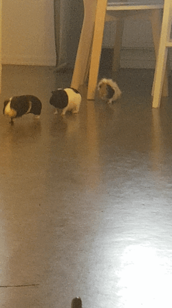 20200518_195502_2.gif 20200518_195502_2.gif