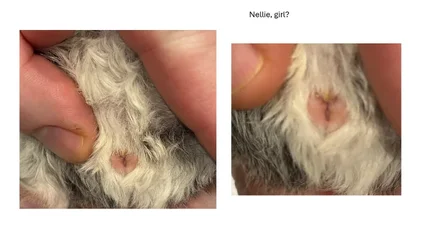 Nellie.webp