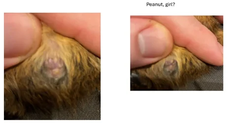 Peanut.webp