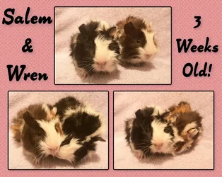 The Potteries - Wren and Salem at 3 weeks.webp The Potteries - Wren and Salem at 3 weeks.webp