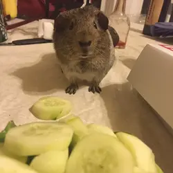 vincent cucumbers.webp