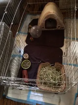 Cage1.webp