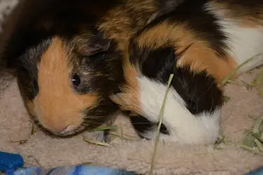 snuggle beauties.webp snuggle beauties.webp