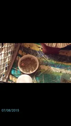 Screenshot_2015-07-08-01-00-13.webp