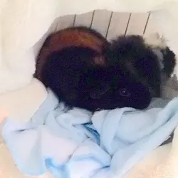 Bumble and Bertie.webp Bumble and Bertie.webp