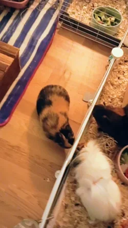 VID_20241111_184505_exported_12781.webp