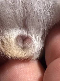 baby pig.webp