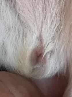 baby pig 2.webp