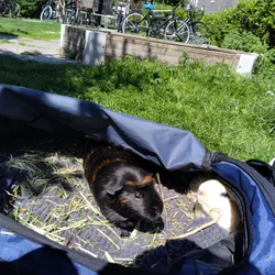 Birke sol taske udendørs.webp
