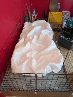 A soft matress topper laid in the cage. The topper is scrunched up and wrinkled due to the elastic. A soft matress topper laid in the cage. The topper is scrunched up and wrinkled due to the elastic.