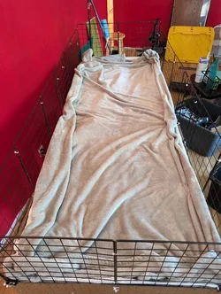 A fleece blanket tossed haphazardly into the cage. A fleece blanket tossed haphazardly into the cage.