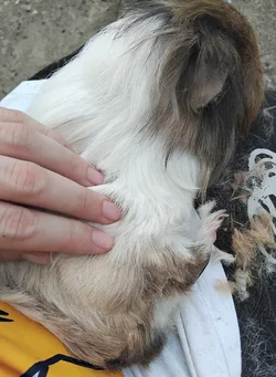 fof1.webp
