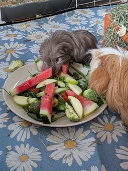 PXL_20260717_171030528.webp PXL_20260717_171030528.webp