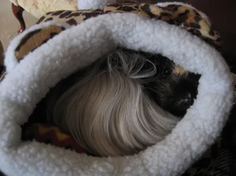 Betsy Peek a boo.webp Betsy Peek a boo.webp