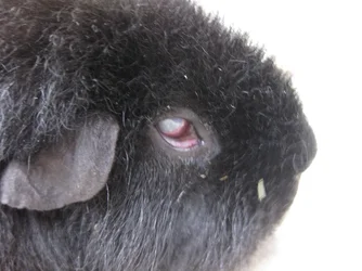 Meg eye May 2020.webp Meg eye May 2020.webp