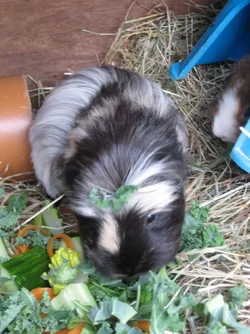 Betsy and a Kale Hat.webp Betsy and a Kale Hat.webp
