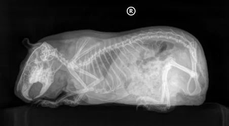 Cassie_Guinea Pig.webp