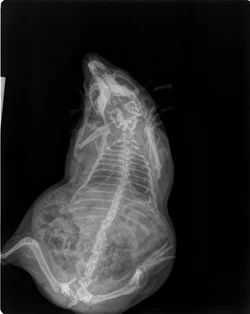 Cassie_Guinea Pig001.webp