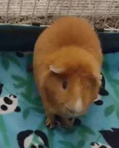 piggie.webp