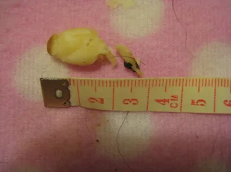 HUGE Sperm Rod.webp HUGE Sperm Rod.webp