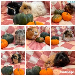 incollage_save.webp