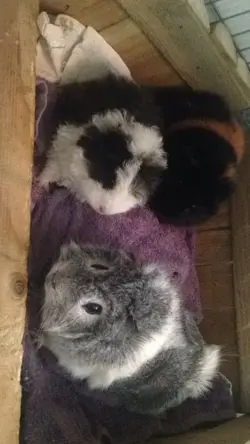 Bumble Bertie & Earl 1.webp Bumble Bertie & Earl 1.webp