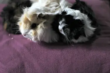 Piggie Pillow.webp Piggie Pillow.webp