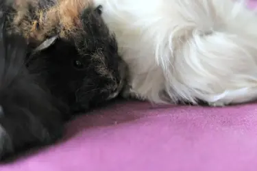 Monkey Cuddles.webp Monkey Cuddles.webp