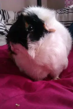 pigglesworth.webp