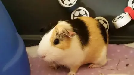 11223548_10155781056025363_3118083531071526643_n.webp