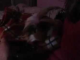 image.webp