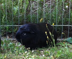 Apollo outside in 2011.webp