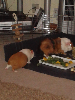 2014-01-25 21.02.58.webp