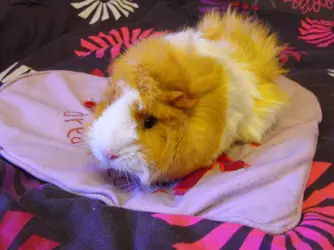 DSCF7242.webp