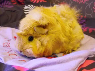 DSCF7244.webp