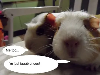 Comic piggie photo.webp